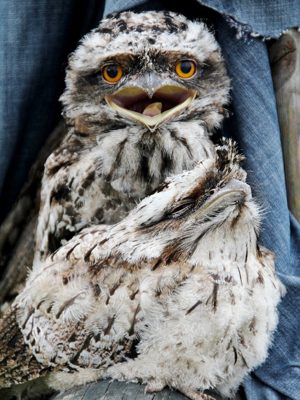 Photograph of tawny frogmouth baby birds