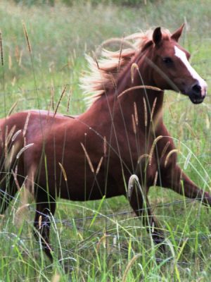 Photograph of running horse