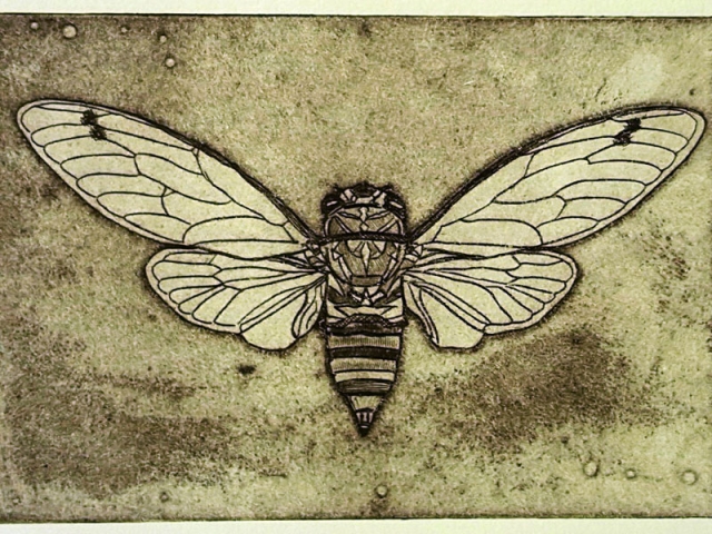 Print of cicada