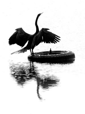 Mixed media black and white digital print of cormorant bird and tyre