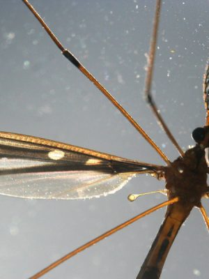 Photograph of macro dragonfly