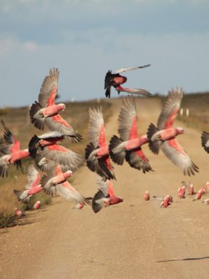 Photograph of flying galah birds