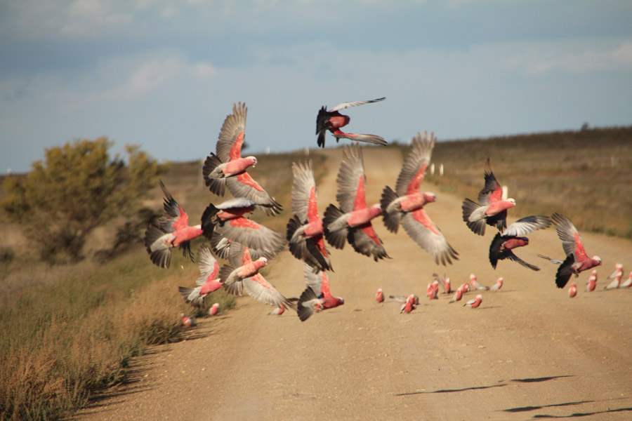 Photograph of flying galah birds