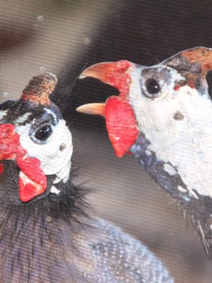 Photograph of birds