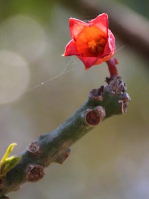 Photograph of flower