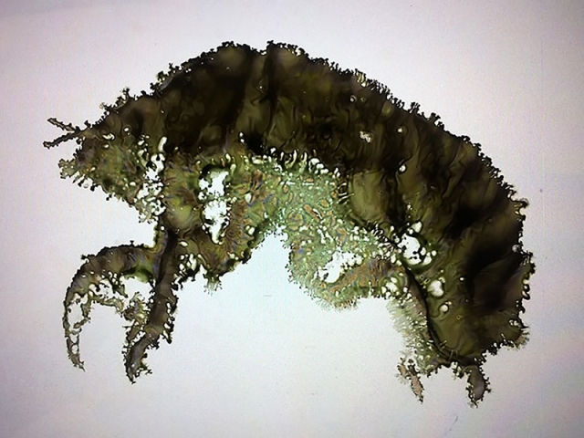 Ink print of cicada
