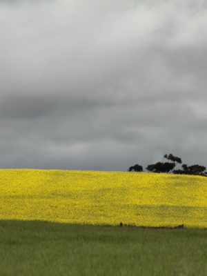 Photograph of overcast field