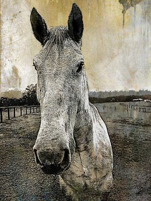 Mixed media digital print of horse