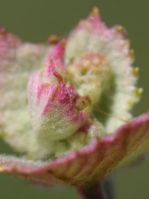 Photograph of flower