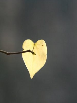 Photograph of leaf and branch