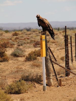 Photograph of eagle on post