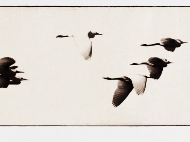 Print of flying ibis