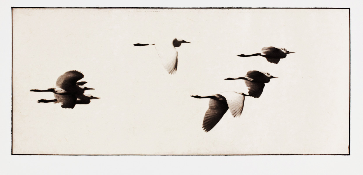 Print of flying ibis