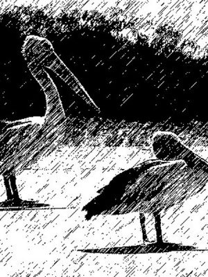 Mixed media black and white digital print of pelican birds