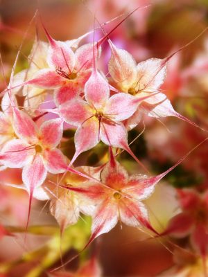 Photograph of flower