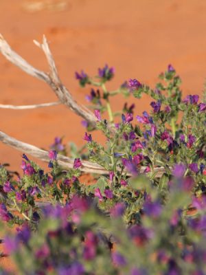 Photograph of flowers